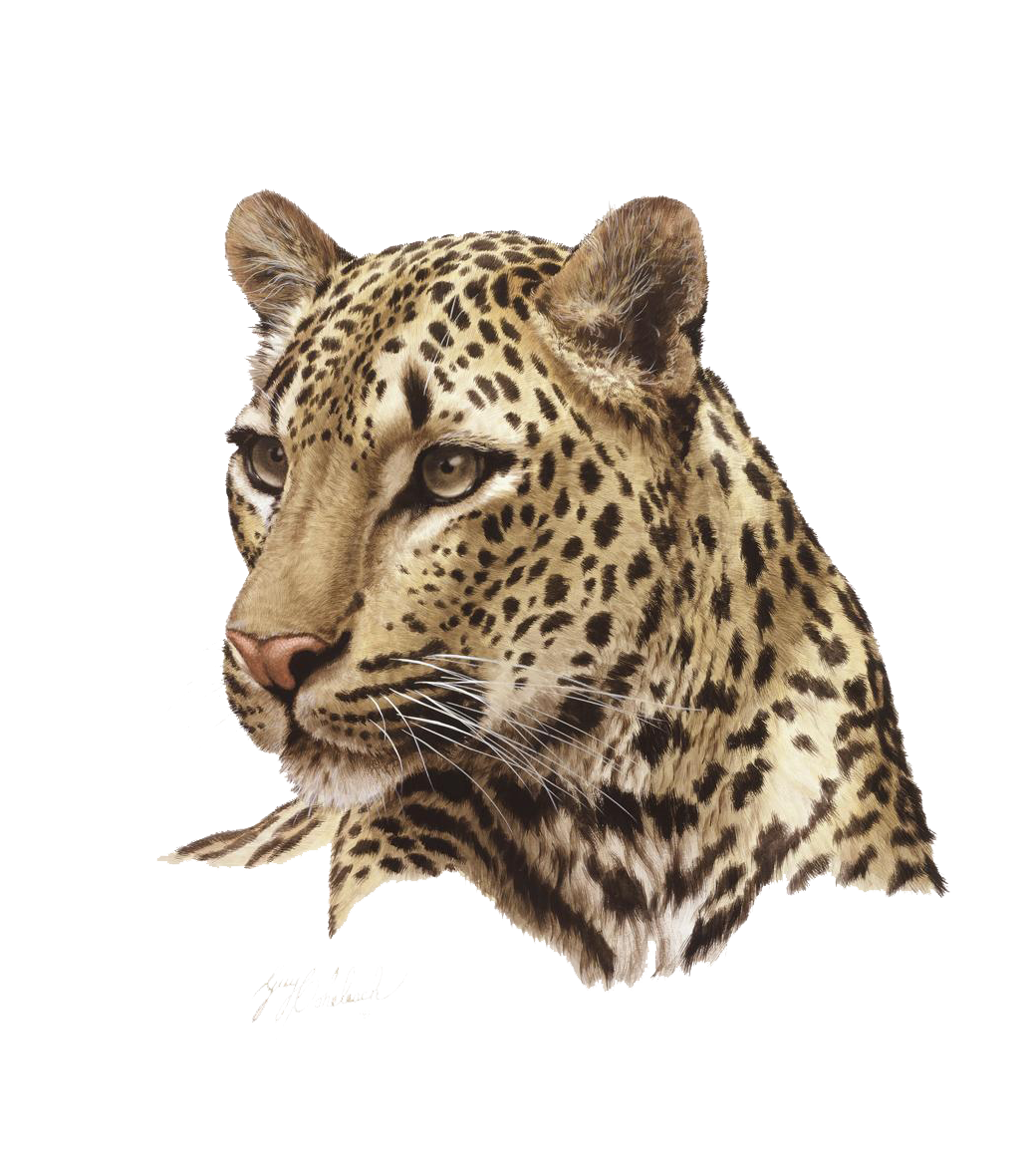 Leopard PNG Photo pngteam.com