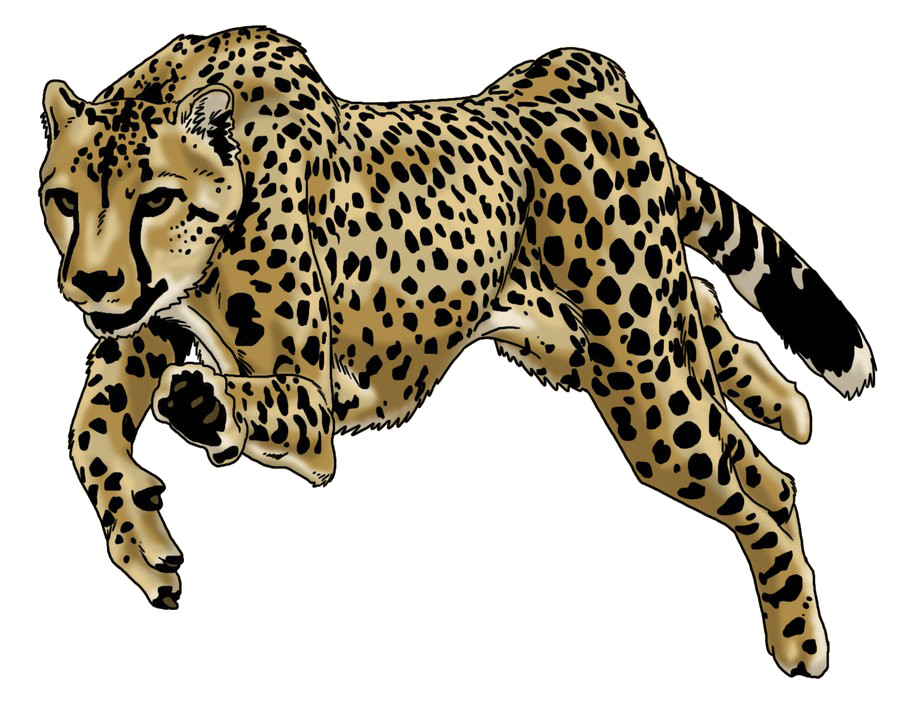 Leopard PNG in Transparent pngteam.com