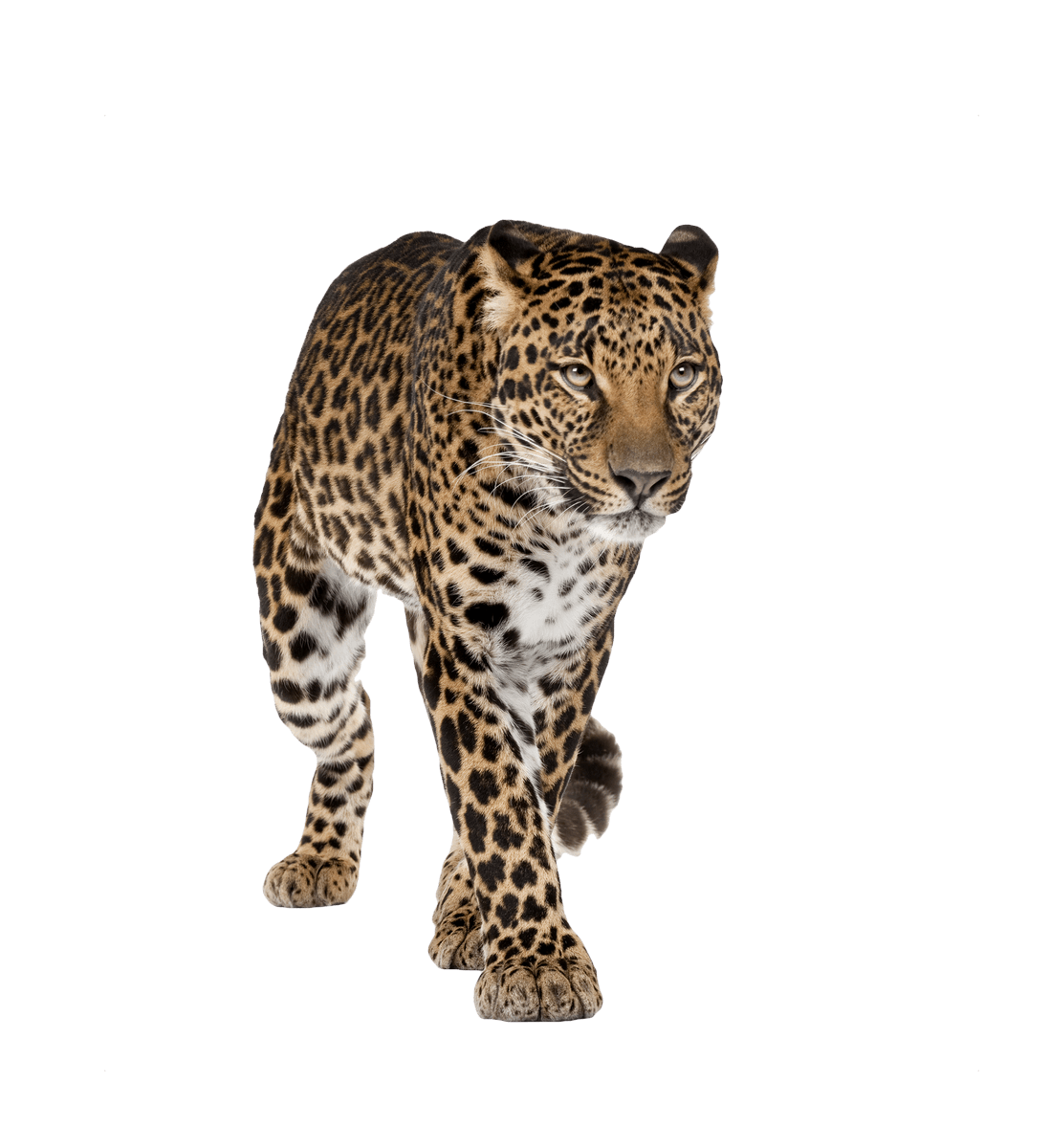 Leopard PNG Image in High Definition pngteam.com