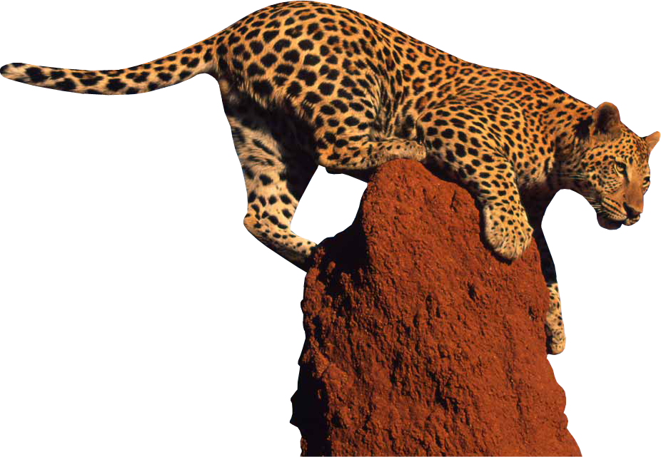 Leopard PNG HD File
