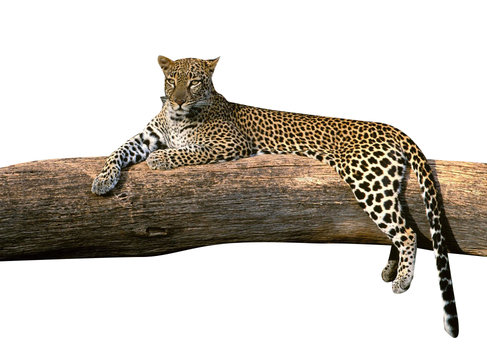 Leopard PNG Best Image pngteam.com