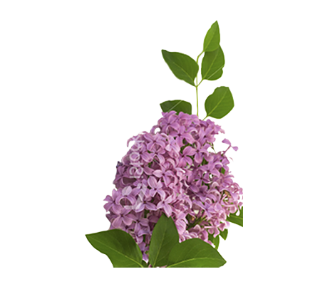 Lilac PNG HQ Image pngteam.com