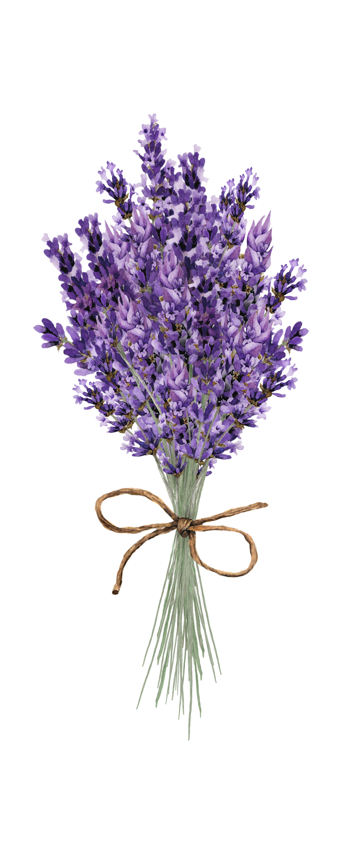 Lilac PNG HD and Transparent - Lilac Png