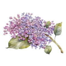 Lilac PNG Picture pngteam.com