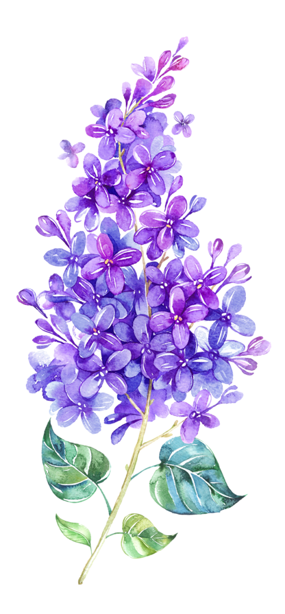 Lilac PNG Photo - Lilac Png