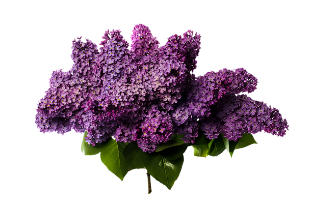 Lilac PNG HD pngteam.com