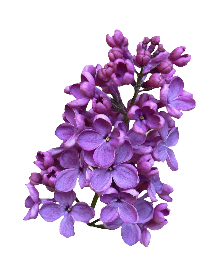 Lilac PNG Images pngteam.com