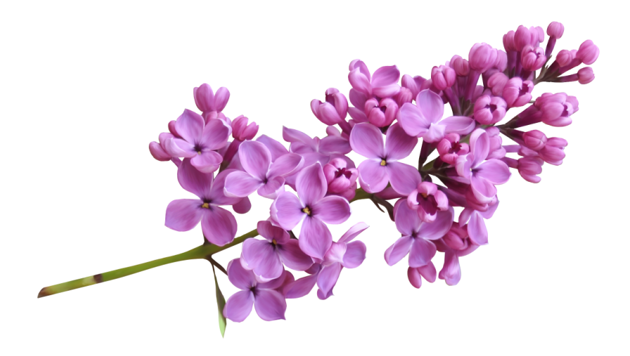 Lilac PNG HD pngteam.com