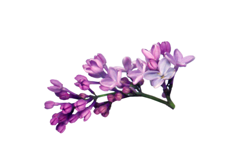 Lilac PNG Image in High Definition