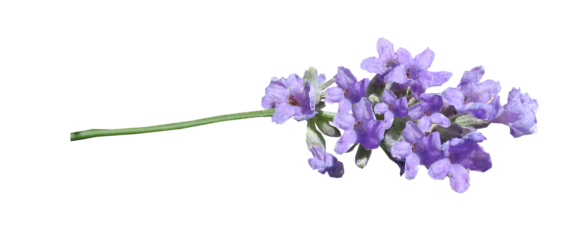 Lilac PNG Transparent