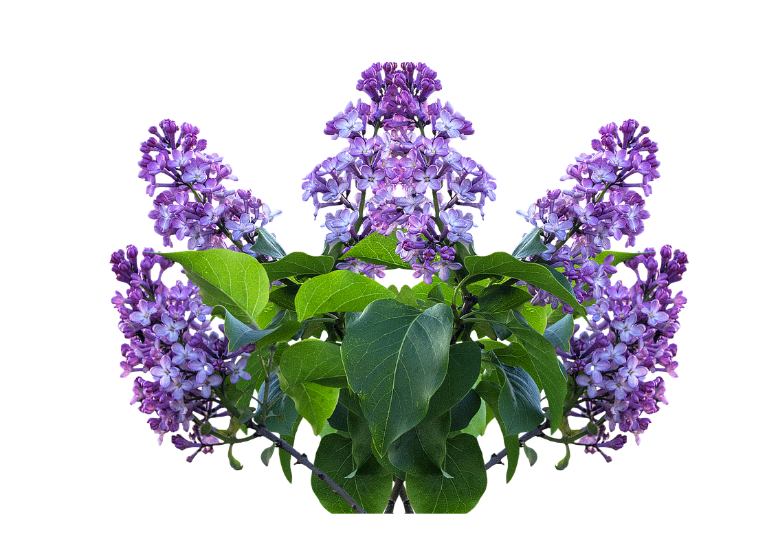 Lilac PNG Transparent - Lilac Png