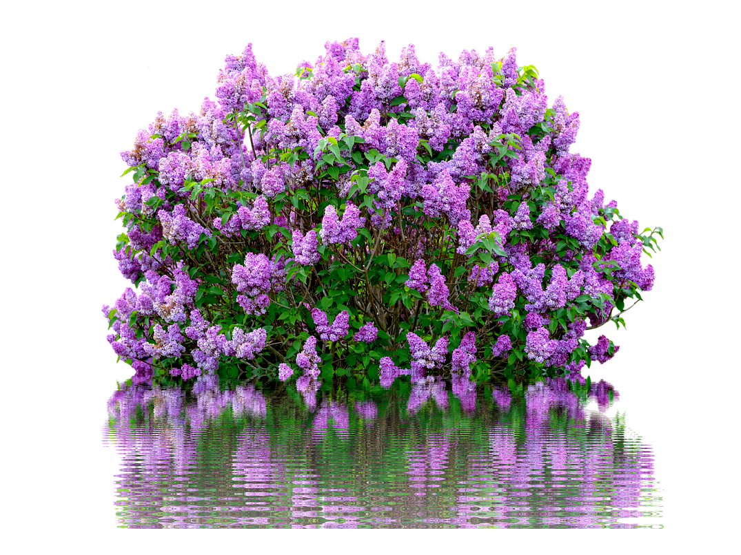 Lilac PNG Image in High Definition pngteam.com