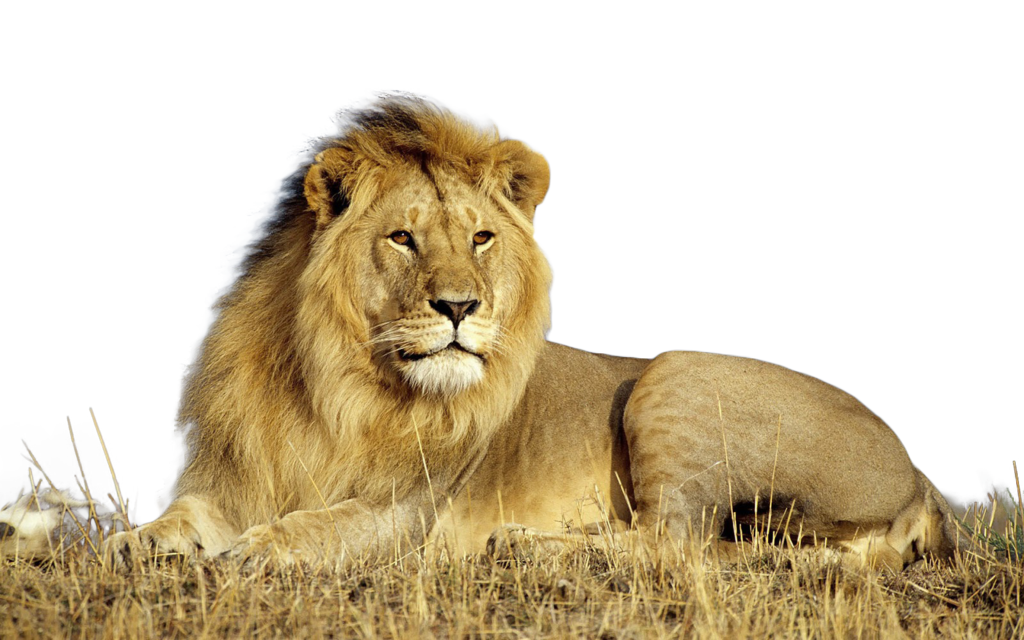 Lion PNG High Definition Photo Image - Lion Png