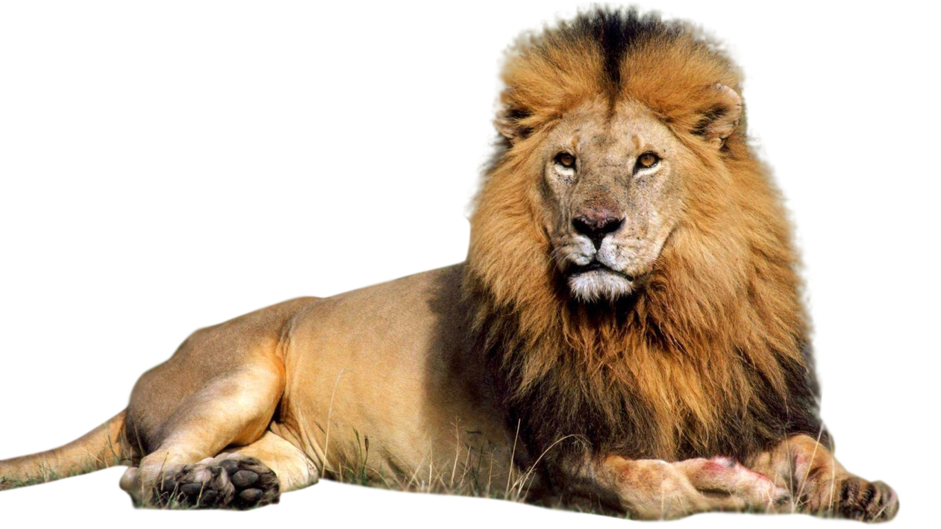 Lion PNG HD