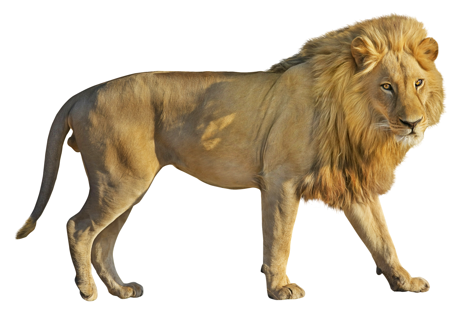 Lion PNG HD Image - Lion Png