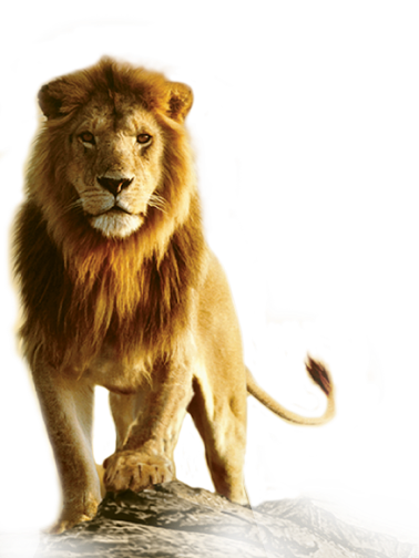 Lion PNG HD Image - Lion Png