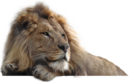 Lion PNG HD - Lion Png