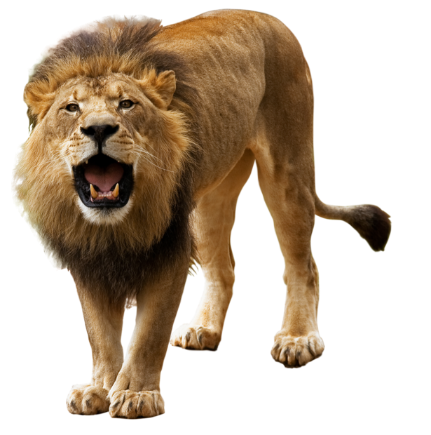 Lion PNG Transparent