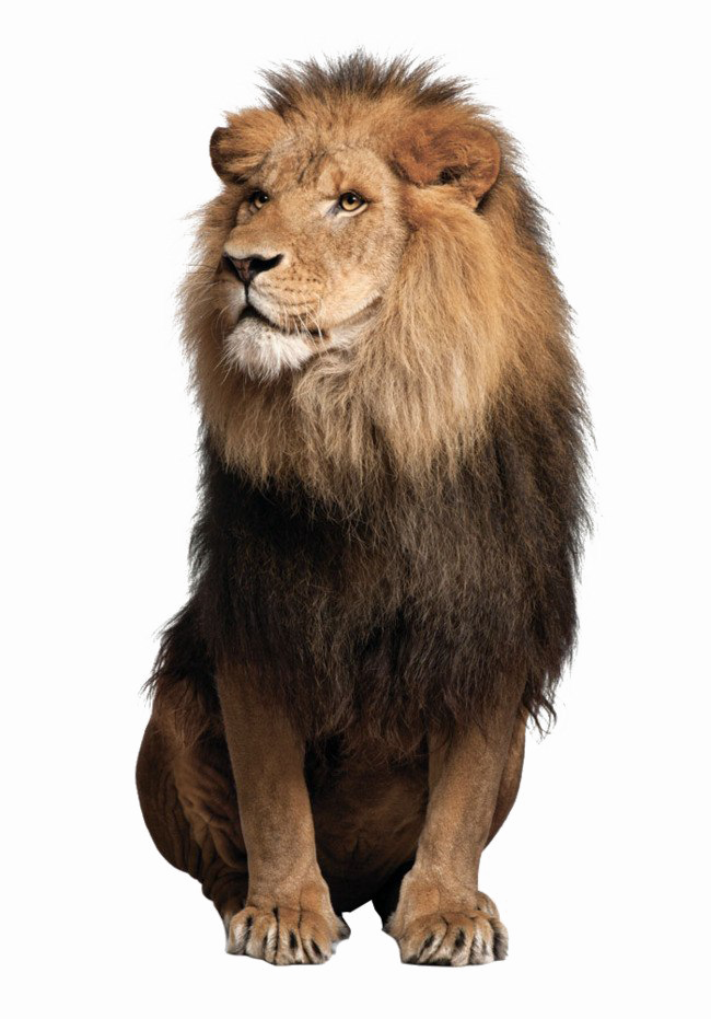 Lion PNG in Transparent - Lion Png