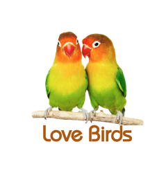 Love Birds PNG HD and HQ Image pngteam.com