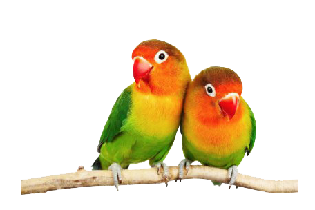 Love Birds PNG Transparent - Love Birds Png