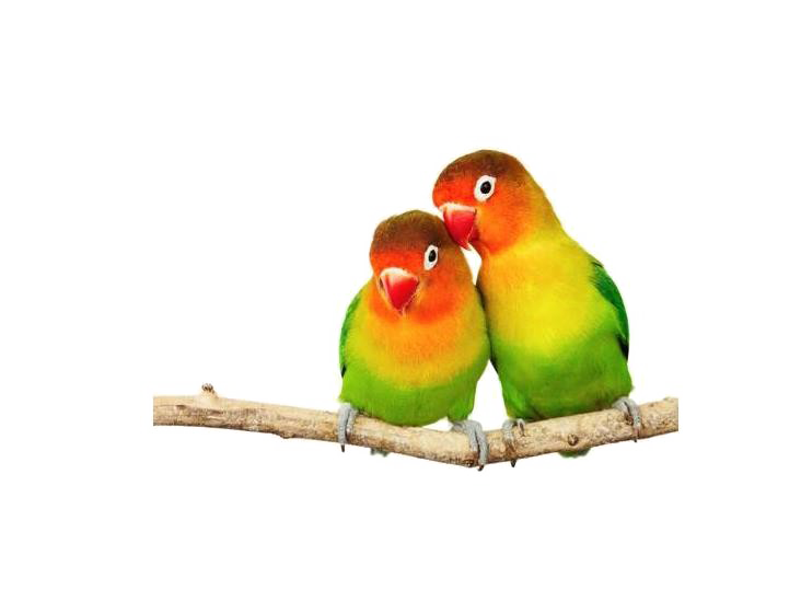 Love Birds PNG Transparent pngteam.com