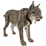 Lynx PNG Best Image pngteam.com