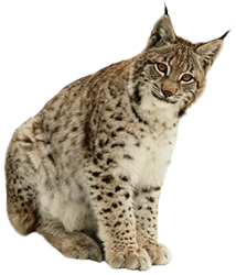 Lynx PNG File pngteam.com