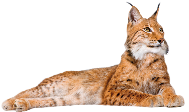 Lynx PNG HD and HQ Image pngteam.com