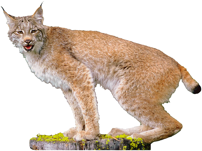 Lynx PNG HD File pngteam.com