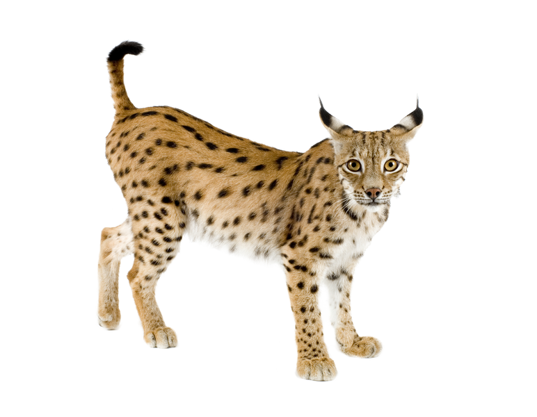 Lynx PNG HD Images pngteam.com