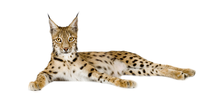 Lynx PNG HD and Transparent pngteam.com