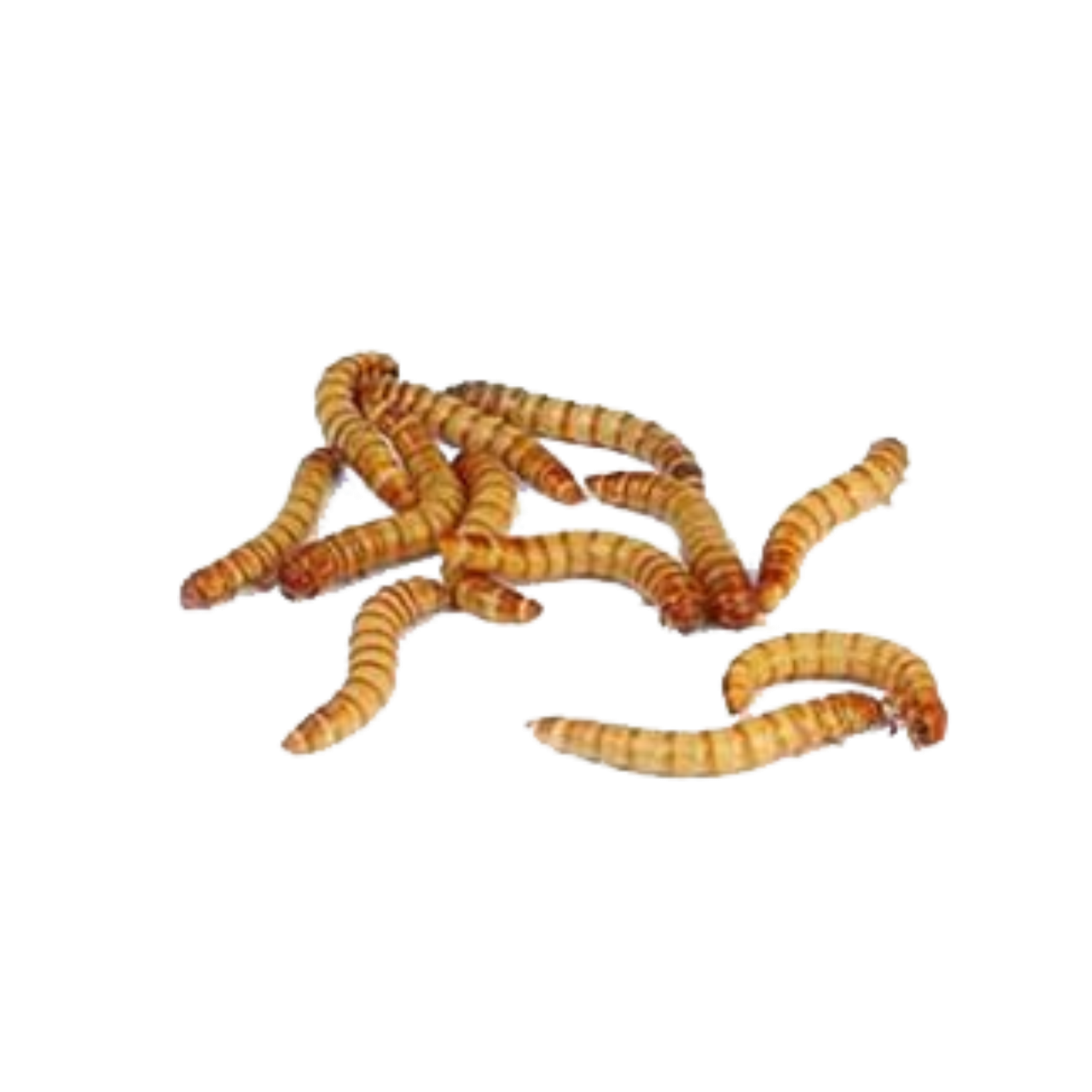 Maggot PNG HQ