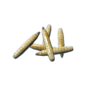 Maggot PNG High Definition Photo Image - Maggot Png