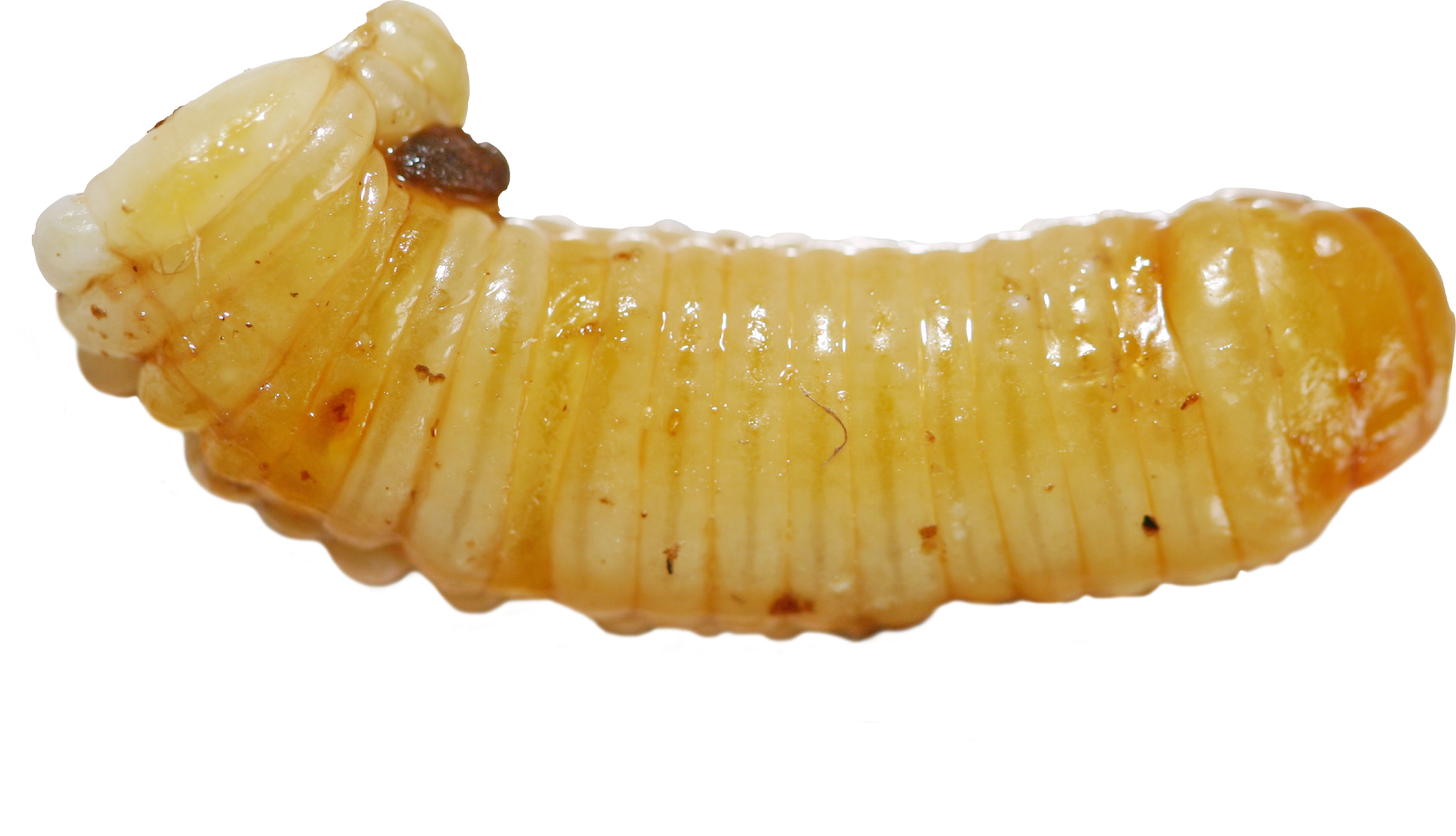 Maggot PNG HD and HQ Image - Maggot Png