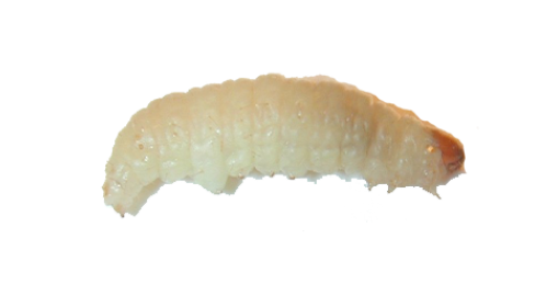 Maggot PNG HD and Transparent pngteam.com