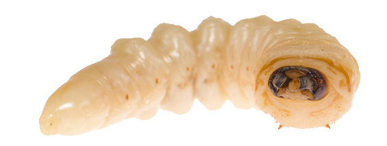 Maggot PNG HD and Transparent - Maggot Png