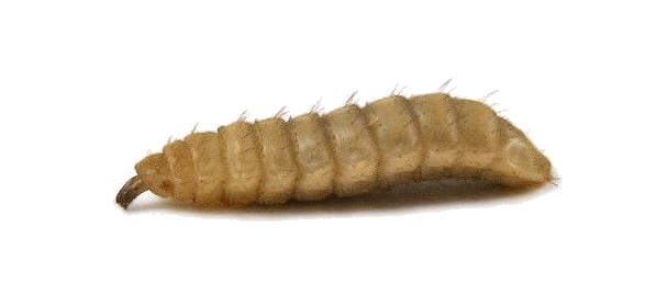 Maggot PNG HD - Maggot Png