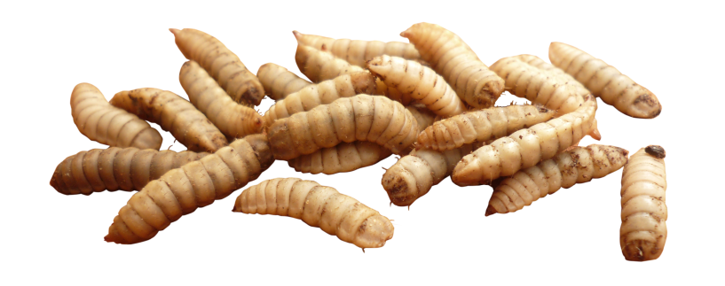 Maggot PNG HD - Maggot Png