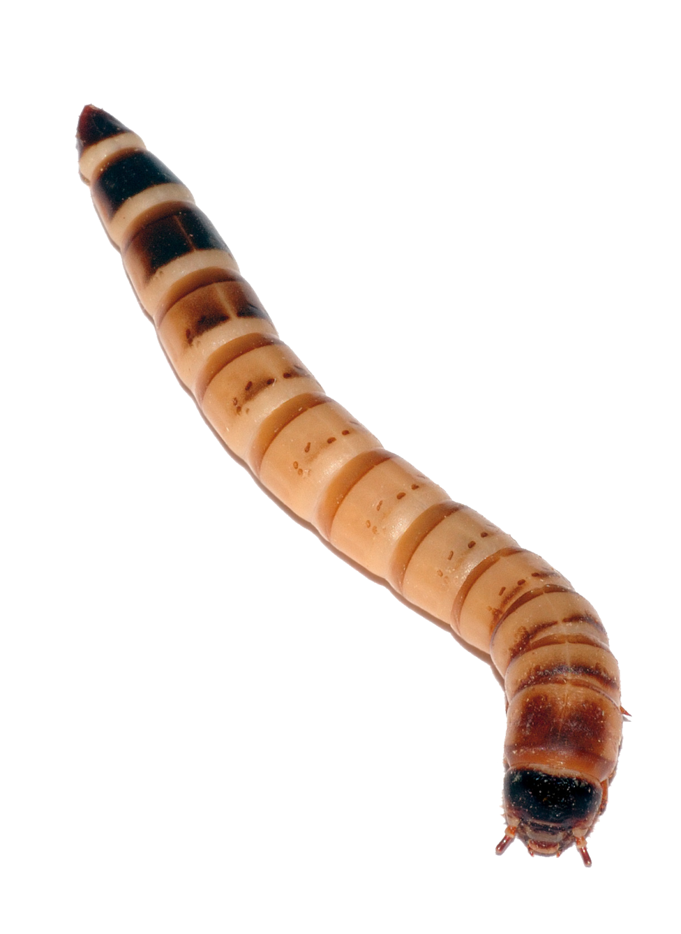 Maggot PNG Transparent pngteam.com