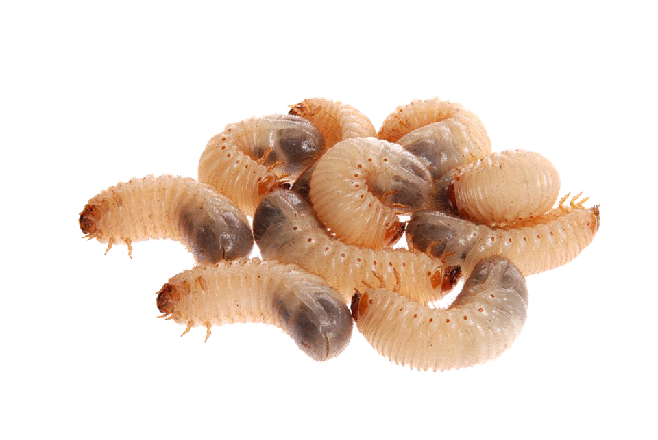 Maggot PNG Photo - Maggot Png