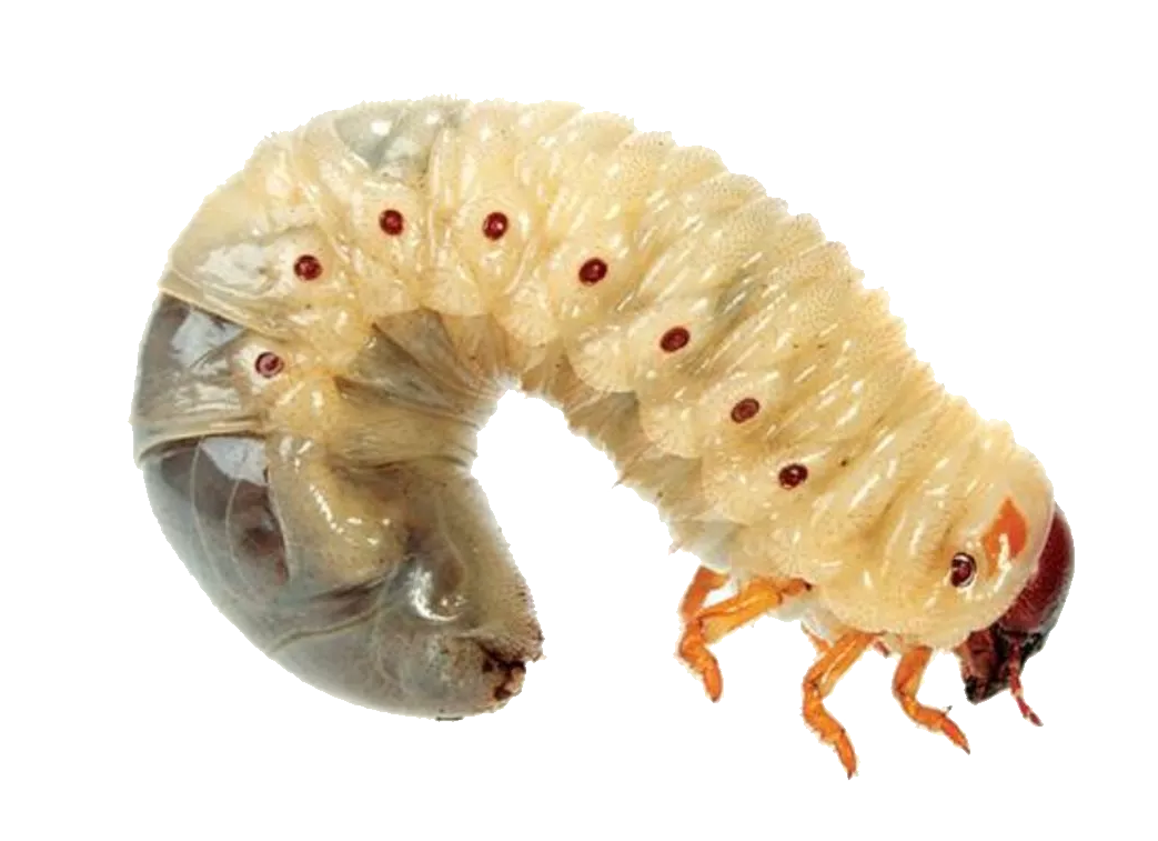 Maggot PNG Photo - Maggot Png