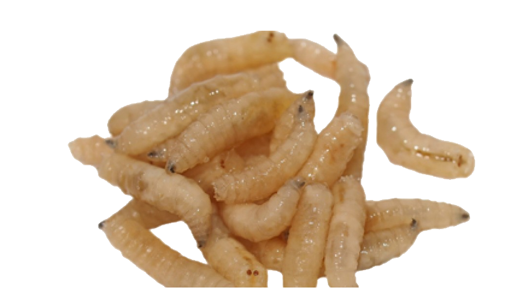 Maggot PNG HD and Transparent - Maggot Png