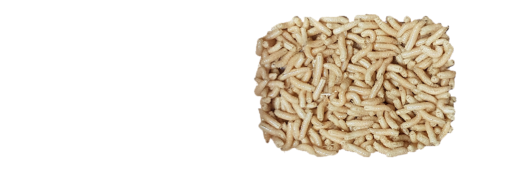 Maggot PNG in Transparent pngteam.com