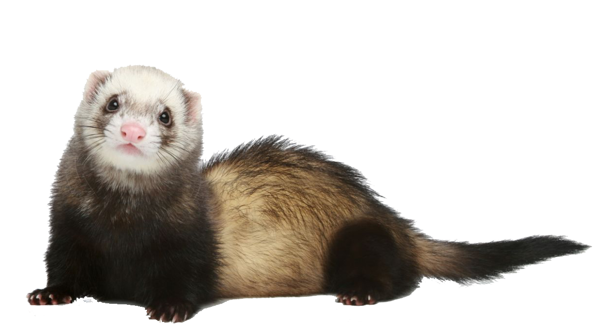 Mammal PNG HD - Mammal Png