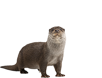 Mammal PNG Best Image - Mammal Png