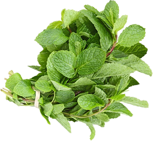 Mint PNG Image in High Definition pngteam.com