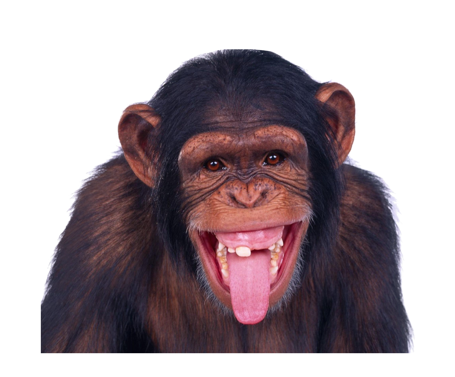 Monkey Laughing PNG Transparent pngteam.com