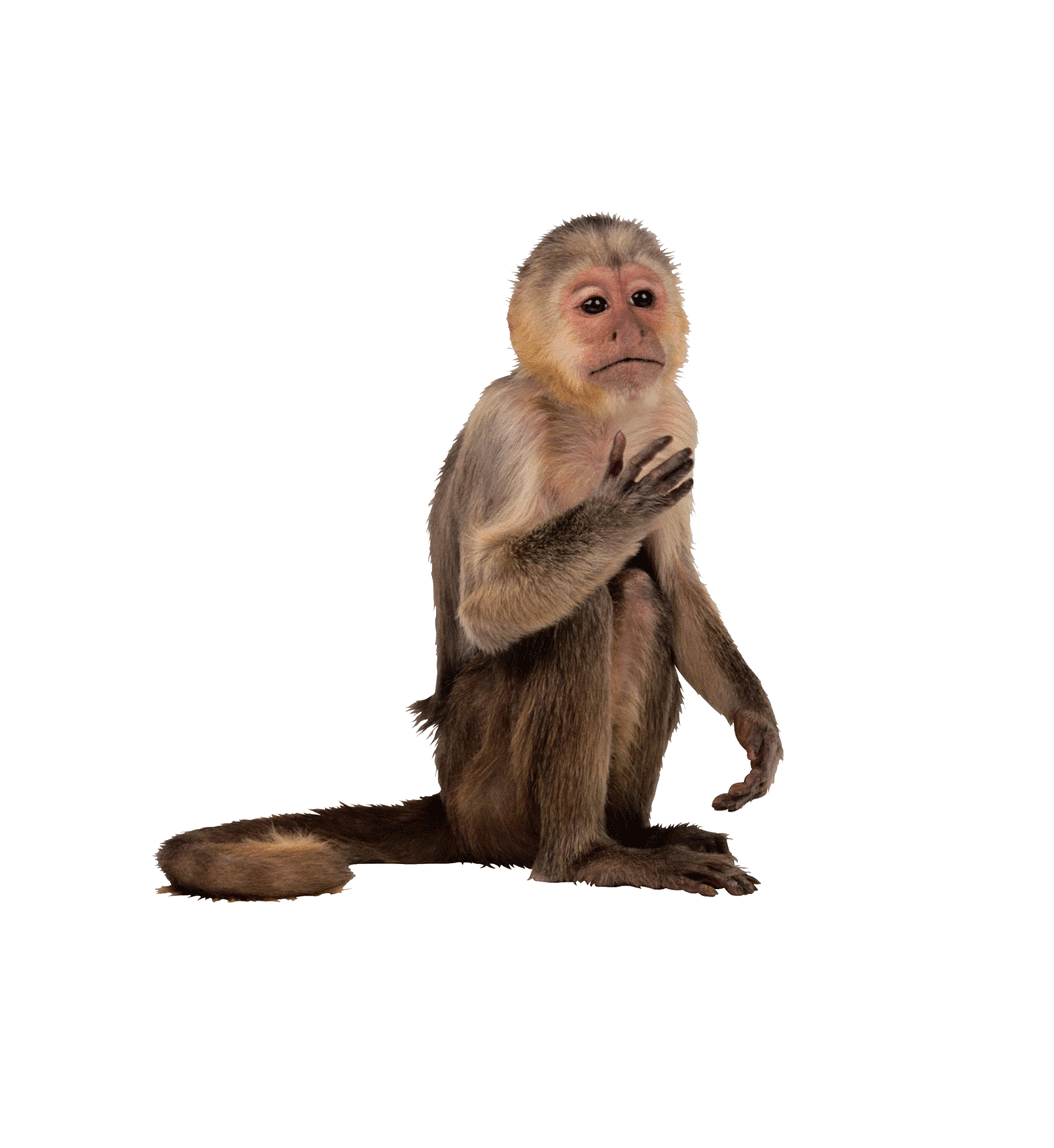 Monkey Face PNG Image in High Definition Transparent pngteam.com