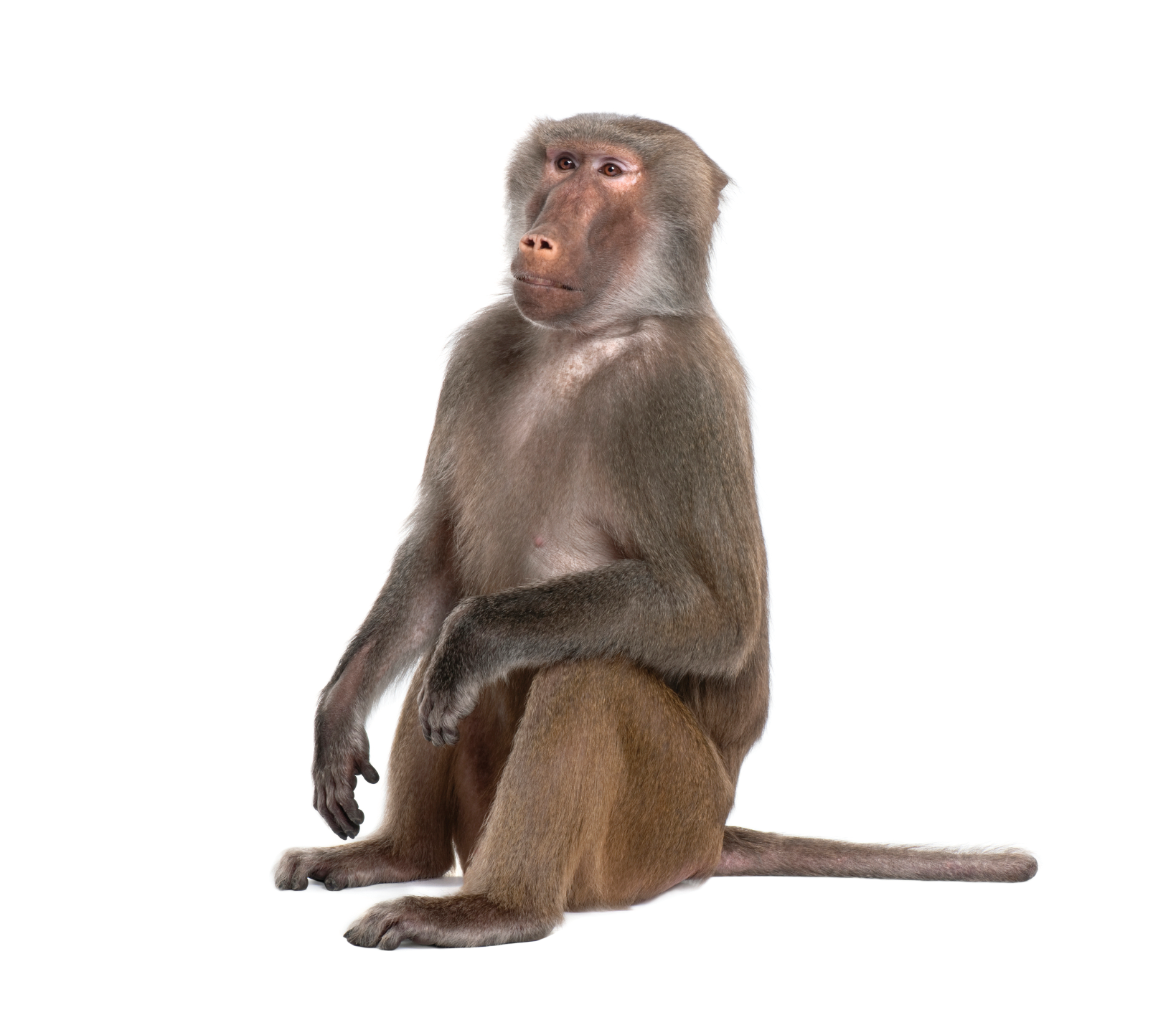 Monkey PNG HD and Transparent pngteam.com